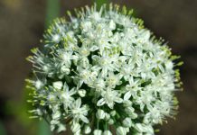 Tinh chất hành tây (Allium Cepa) - Chứng minh lâm sàng trên vết sẹo mới và sẹo lâu năm